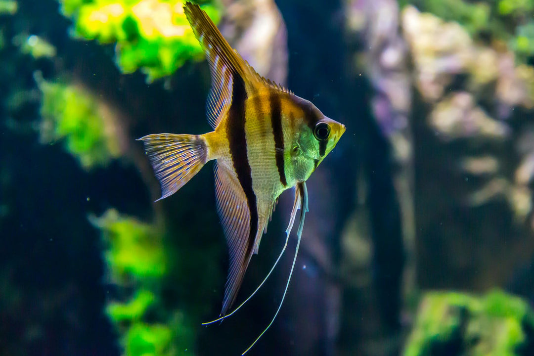 Ultimate Guide to Pet Fish Care: Essential Do's and Don'ts for a Thriving Aquarium