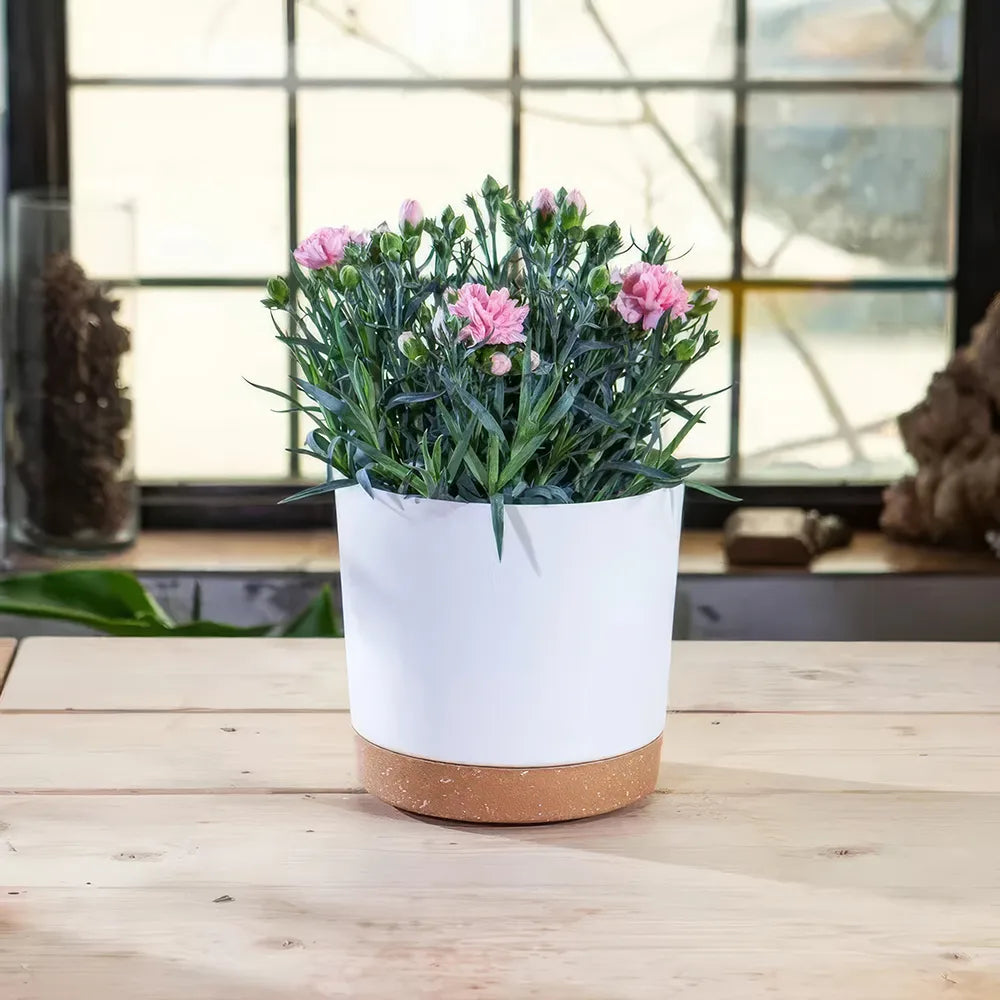 Modern Matte Finish Plant Pots with Drainage