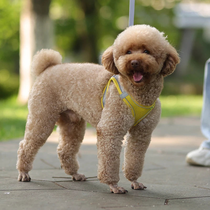 Adjustable Summer Mesh Harness and Leash Set for Small Dogs and Cats