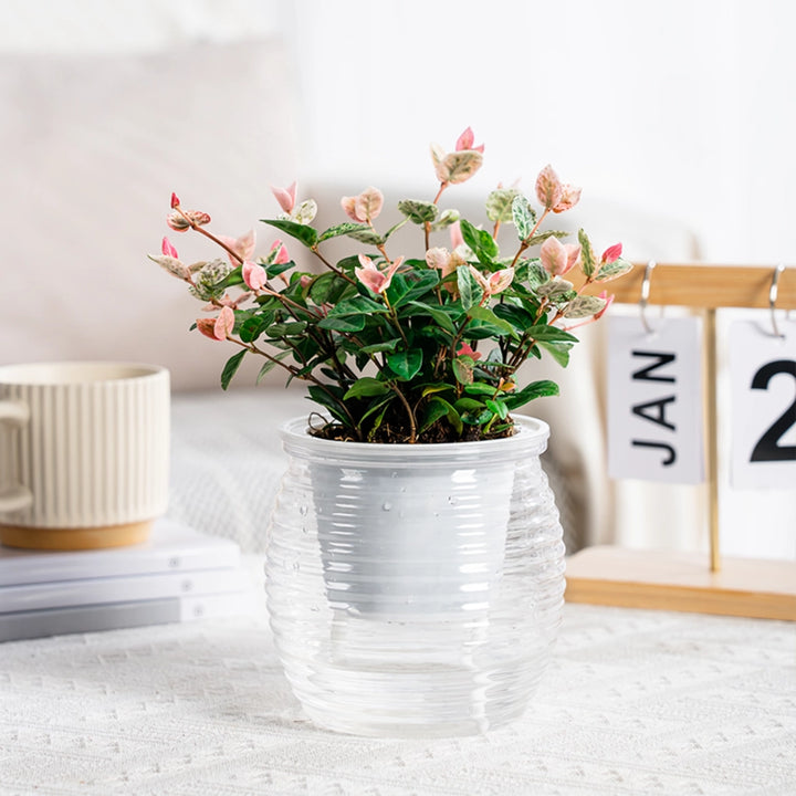 Self-Watering Succulent Flower Vase