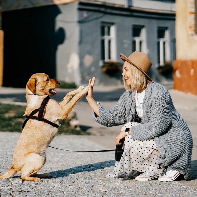 Interactive Feeding and Education Toy for Dogs and Cats