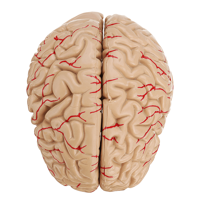 Life Size Human Brain Model W/ Arteries Medical Anatomical Cerebral Model Base Science Teaching 8 Parts - MRSLM