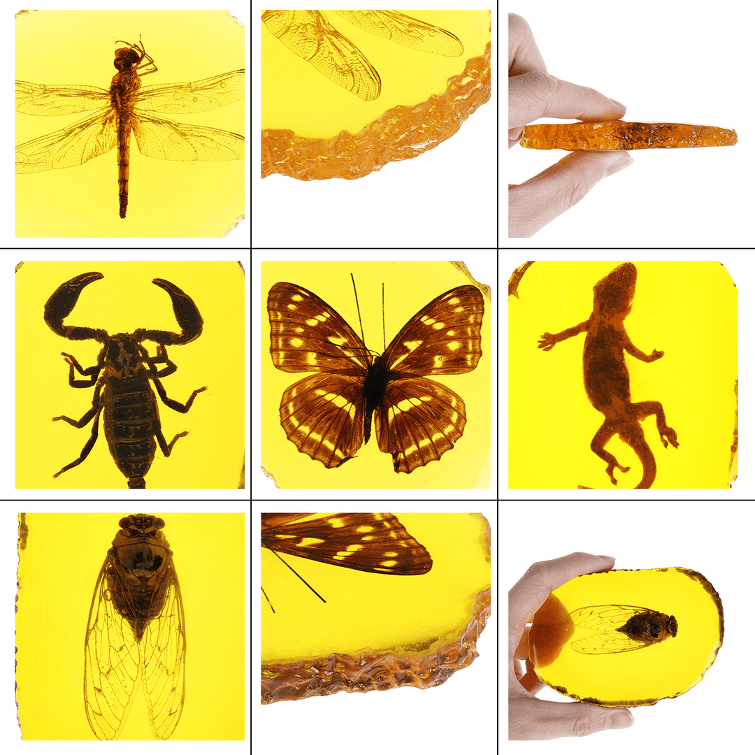 Amber Fossil Insects Dragonfly Manual Polishing Insect Specimen Pendant Craft Decorations - MRSLM