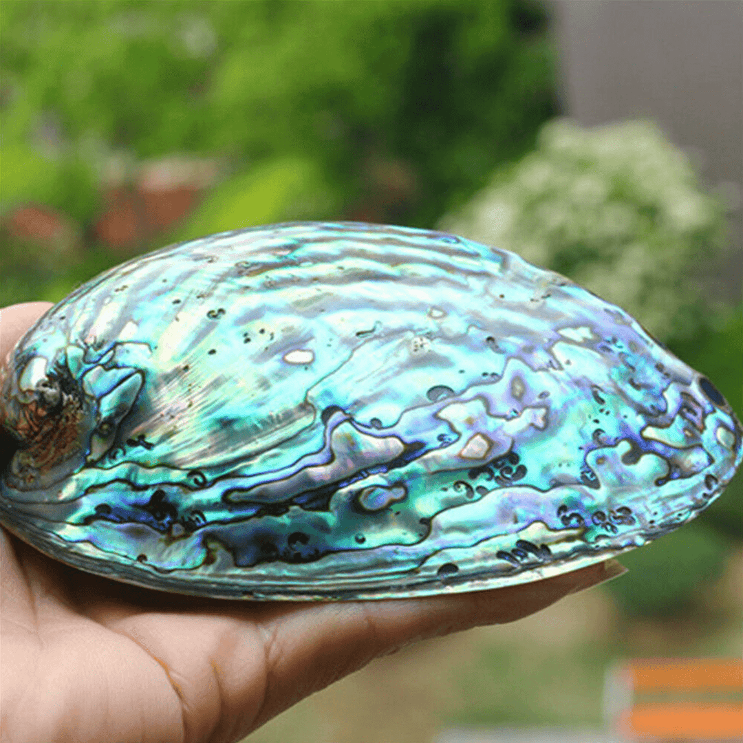 Natural Fine Polished Abalone Shell Seashells Conch 10-12Cm Home Fish Tank Decorations - MRSLM