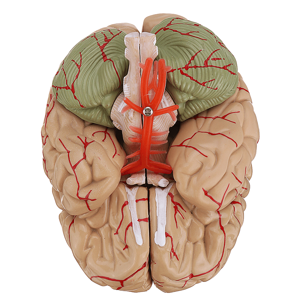 Life Size Human Brain Model W/ Arteries Medical Anatomical Cerebral Model Base Science Teaching 8 Parts - MRSLM