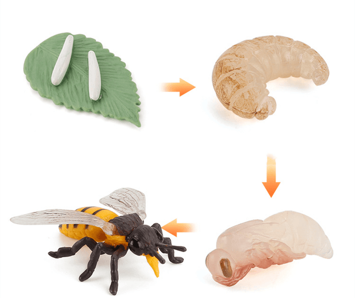 Children'S Cognitive Science and Education Simulation Insect Animal Growth Cycle Model - MRSLM