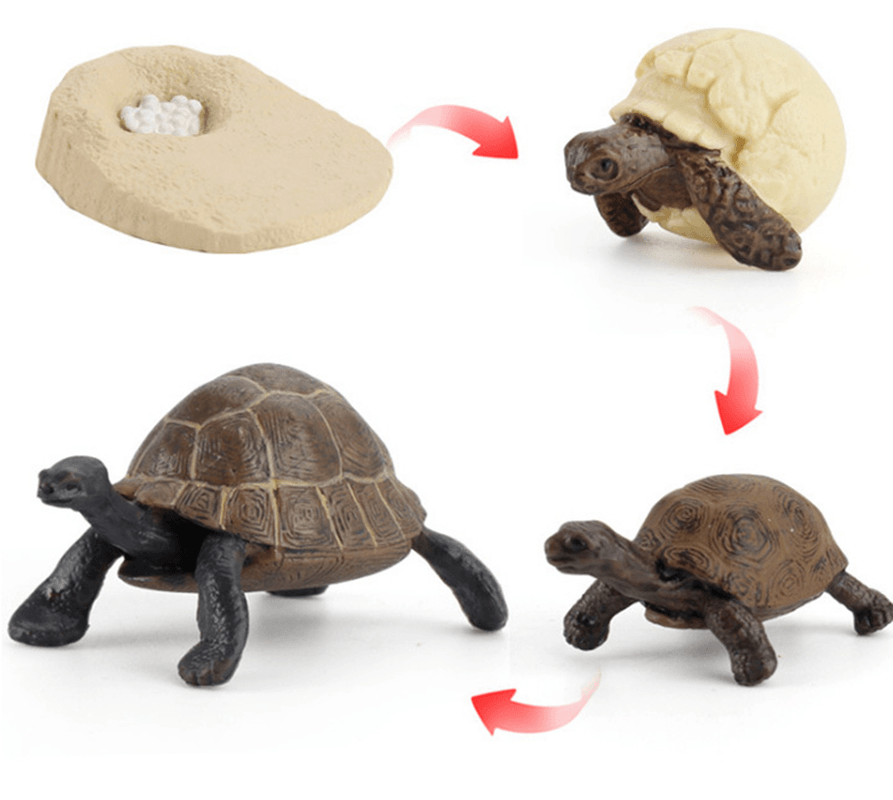 Children'S Cognitive Science and Education Simulation Insect Animal Growth Cycle Model - MRSLM