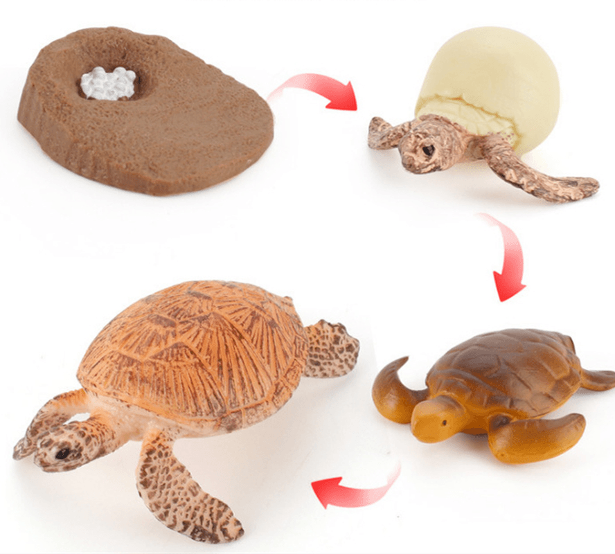 Children'S Cognitive Science and Education Simulation Insect Animal Growth Cycle Model - MRSLM