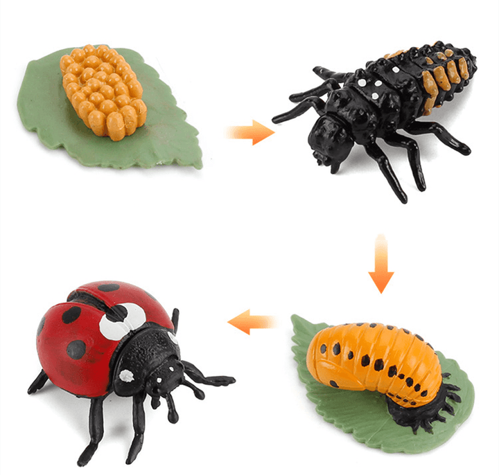 Children'S Cognitive Science and Education Simulation Insect Animal Growth Cycle Model - MRSLM