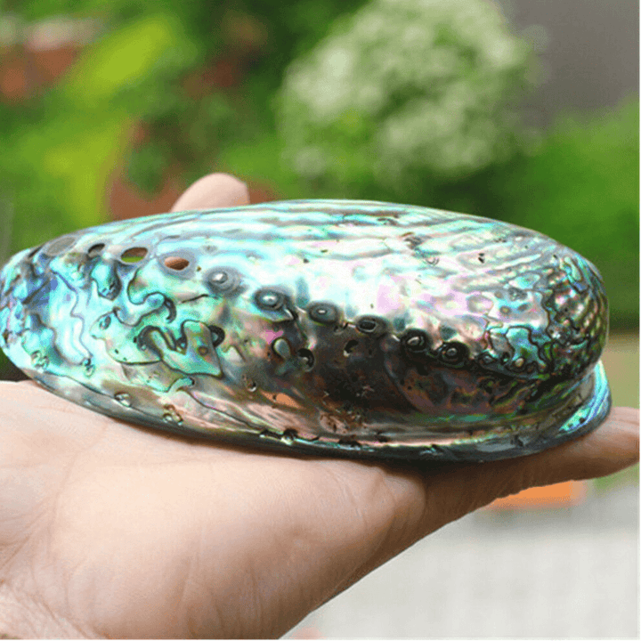 Natural Fine Polished Abalone Shell Seashells Conch 10-12Cm Home Fish Tank Decorations - MRSLM