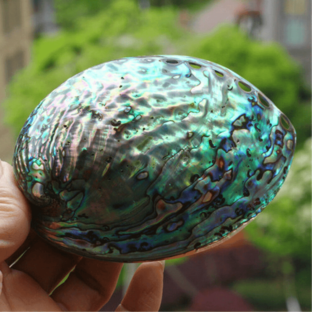 Natural Fine Polished Abalone Shell Seashells Conch 10-12Cm Home Fish Tank Decorations - MRSLM