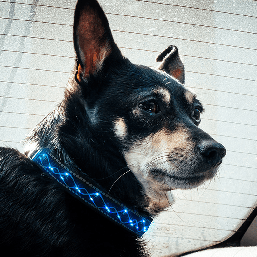 LED Dog Pet Collar Flashing Luminous Safety Night Light Flashing Adjustable - MRSLM