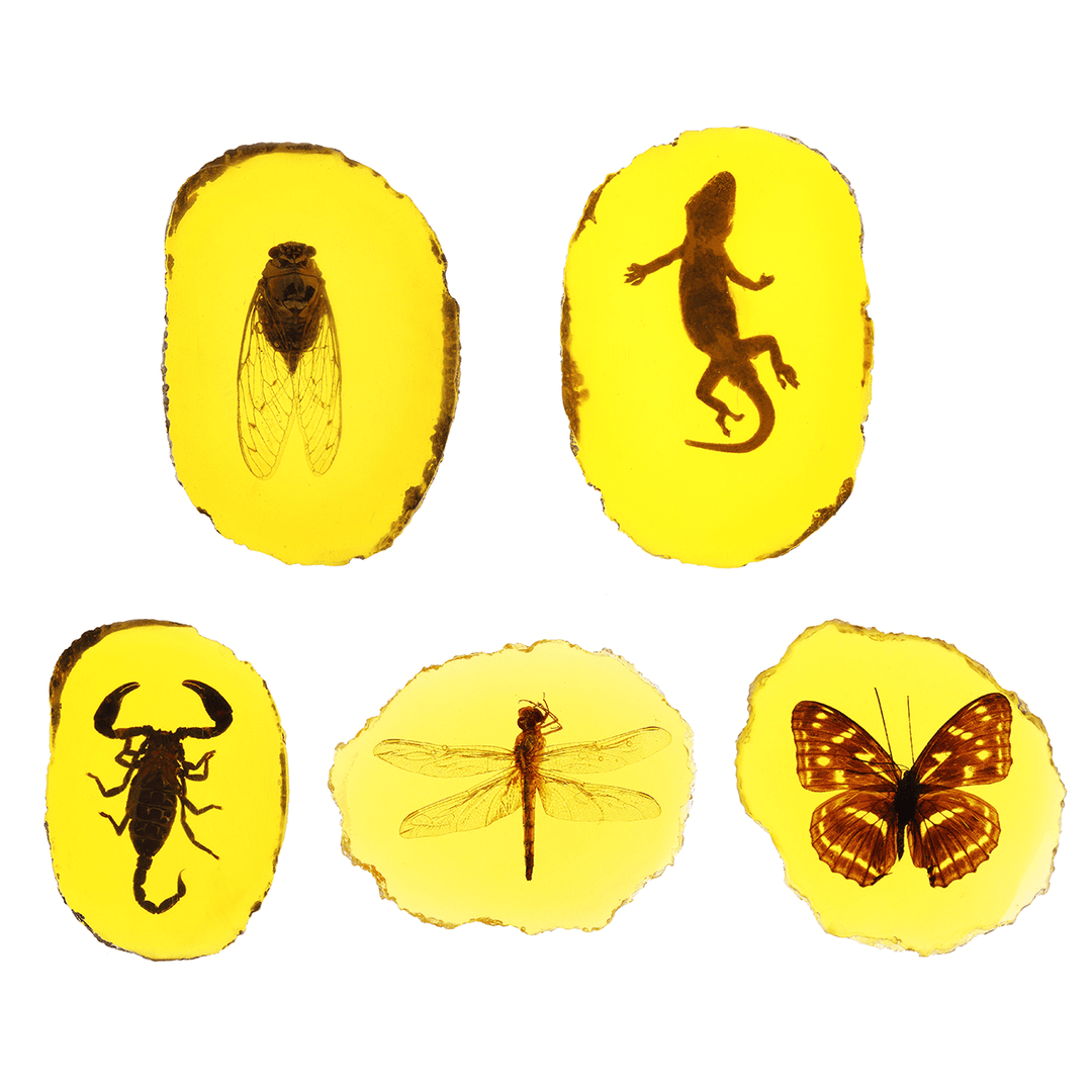 Amber Fossil Insects Dragonfly Manual Polishing Insect Specimen Pendant Craft Decorations - MRSLM