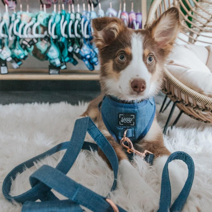 Denim' Dog Fabric Leash - MRSLM