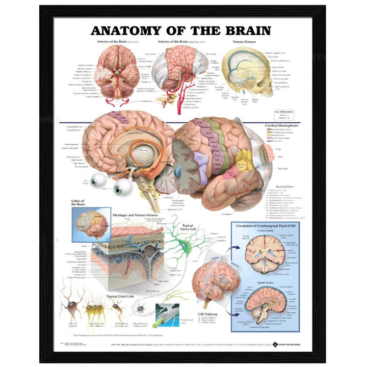 60x80cm Anatomy Of The Brain Poster Anatomical Silk Cloth Chart Human Body Midcal Educational Decor - MRSLM