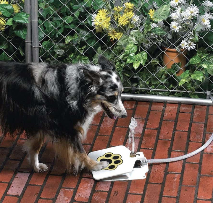 Automatic Outdoor Dog Water Fountain