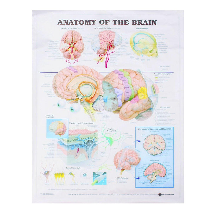 60x80cm Anatomy Of The Brain Poster Anatomical Silk Cloth Chart Human Body Midcal Educational Decor - MRSLM